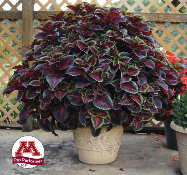 Coleus 'ColorBlaze Torchlight' (Proven Winners)