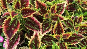 Highlights From the University of Tennessee’s 2021 Field Trials