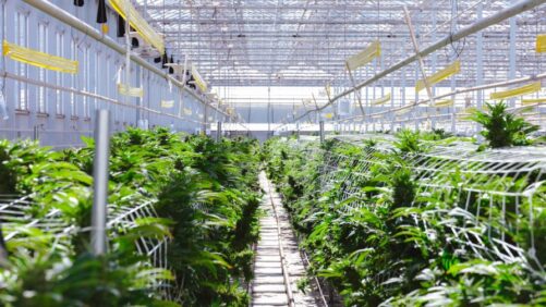 How One Cannabis Grower Navigated the Challenges of a Growing Industry This Year