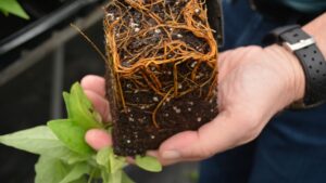 Learning Opportunity: Root Health Symposium Coming to Florida in May