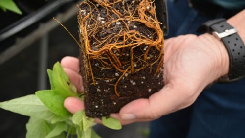 Learning Opportunity: Root Health Symposium Coming to Florida in May