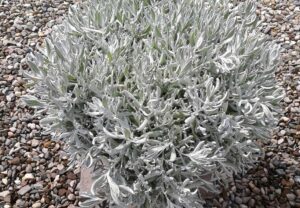 Didelta 'FanciFillers Silver Strand' (Westhoff Flowers)