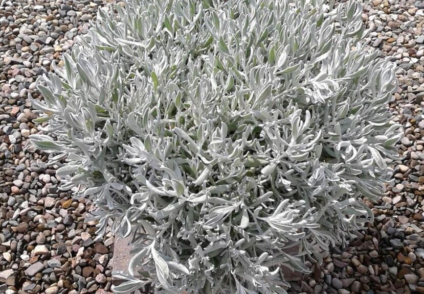 Didelta 'FanciFillers Silver Strand' (Westhoff Flowers)