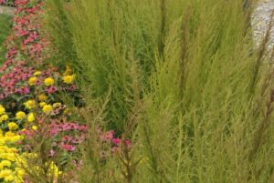 <i>Eupatorium capillifolium</i> 'Elegant Feather' (Kientzler)