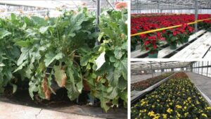The Potential Role of Air-Assisted Spraying in the Greenhouse