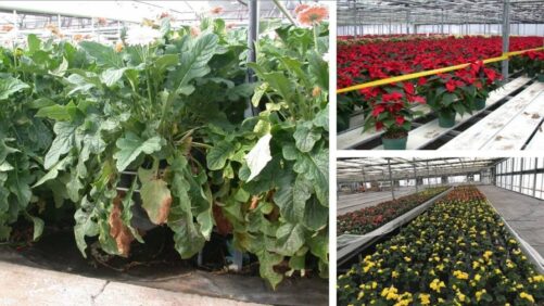 The Potential Role of Air-Assisted Spraying in the Greenhouse