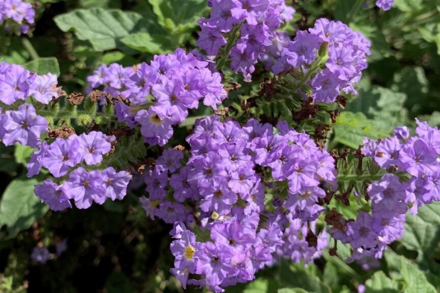 Heliotropium 'Augusta Lavender' (Proven Winners)