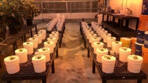 Ice Plant: A Novel Salad Green for Greenhouse and Indoor Growers