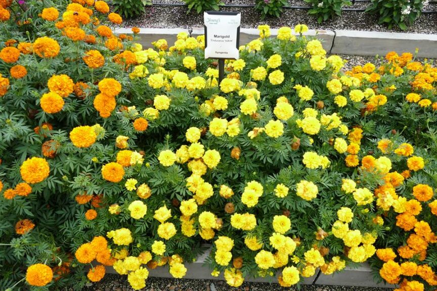 Marigold 'Endurance Yellow' (Syngenta Flowers)