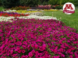 Petunia 'Itsy Magenta' (Syngenta Flowers)