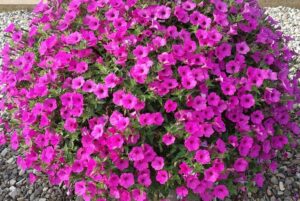 Petunia 'Supertunia Vista Jazzberry' (Proven Winners)