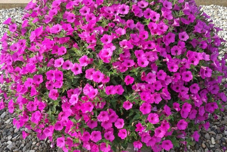 Petunia 'Supertunia Vista Jazzberry' (Proven Winners)