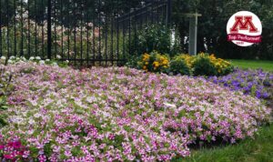 Petunia 'Surfinia Purple Heart' (Suntory Flowers)