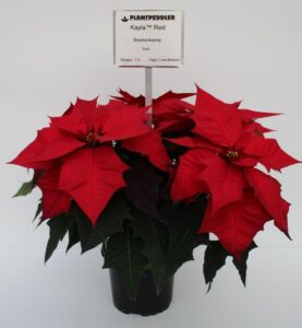 Plantpeddler Variety Day 2021 Kayla Beekenkamp