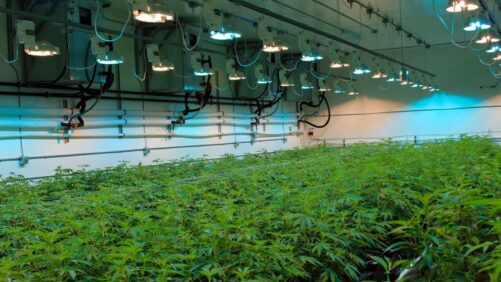 Get Answers to Your Most Frequent Cannabis Growing Questions