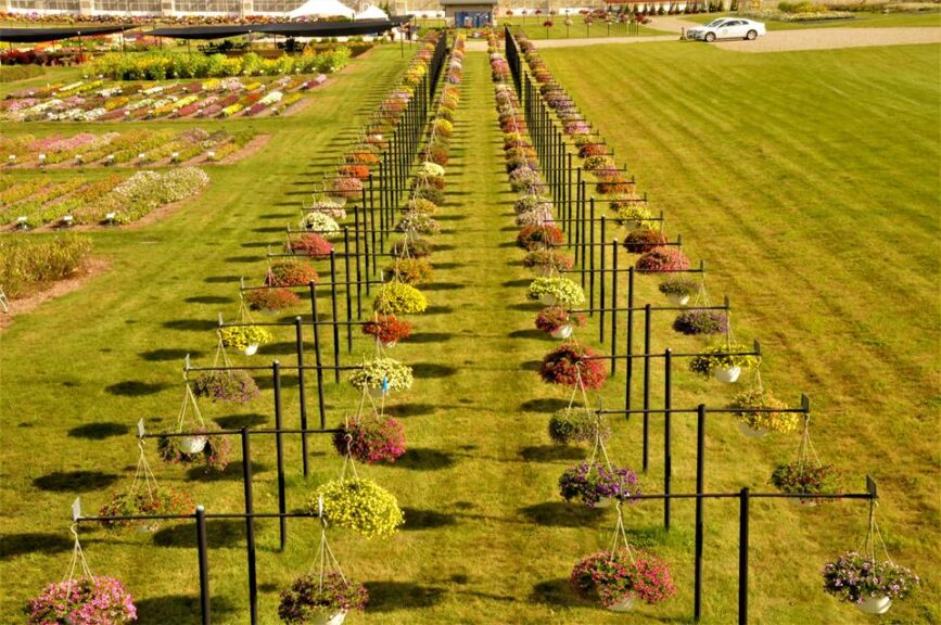 Section of the Calibrachoa trials