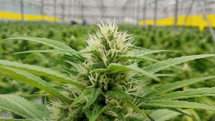 A Look Ahead to Cannabis in 2022: The Good, the Bad, and the Inevitable -  Greenhouse Grower