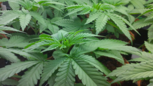 How to Safely Introduce Experimentation Into Your Grow Site