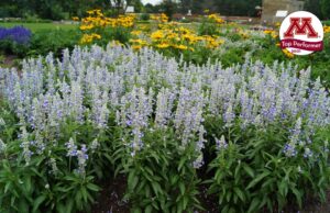 <i>Salvia farinacea</i> 'Sallyfun Sky Blue' (Danziger)
