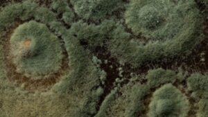 Get Greenhouse Biocontrols Education By the Book