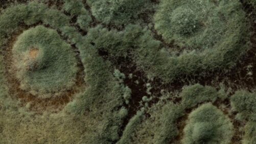 Get Greenhouse Biocontrols Education By the Book