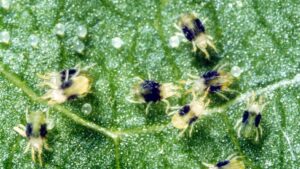 Watch for Spider Mites on Greenhouse Strawberries
