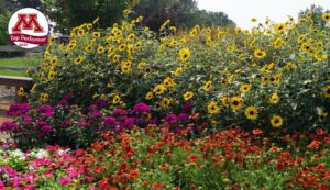 Helianthus 'Suncredible Saturn' (Proven Winners)