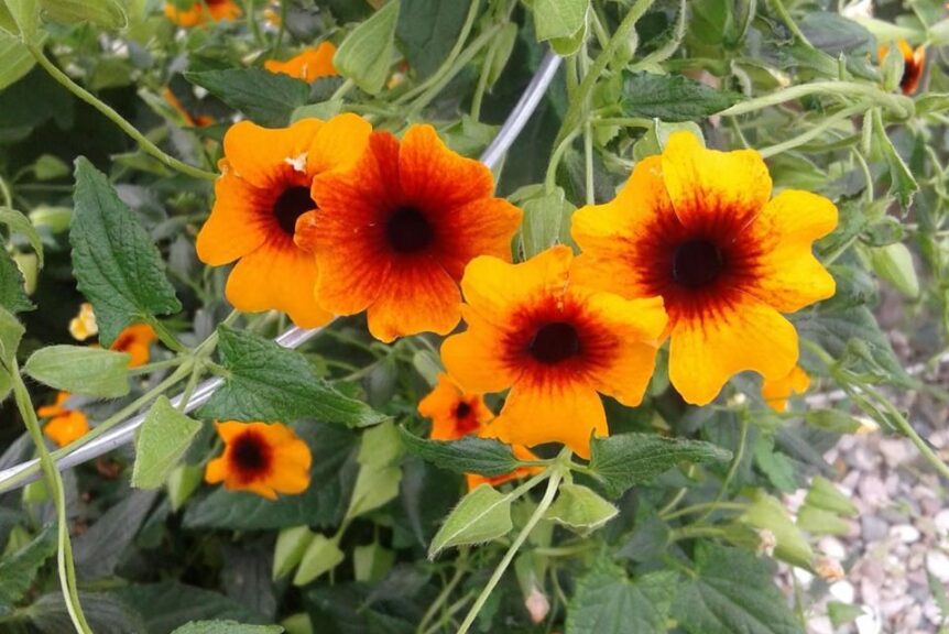 Thunbergia 'Lukoma Orange Fire' (Brandkamp)