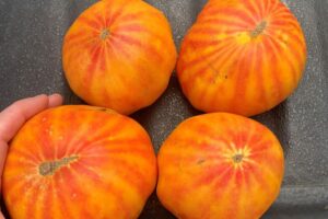 Tomato 'Buffalosun' (H.M.Clause)