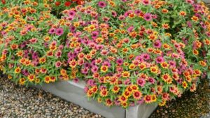New Coleus and Begonias Impress at the Young’s Plant Farm 2021 Field Trials