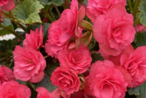 <i>Begonia elatior</i> 'Vermillion Hot Pink' (Beekenkamp)
