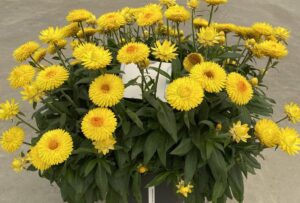 Bracteantha 'Granvia Gold' (Suntory Flowers)