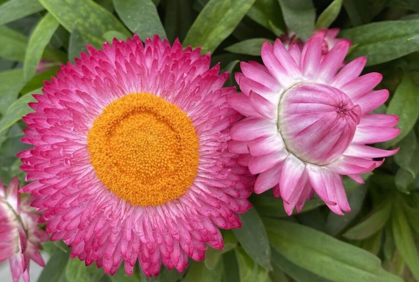Bracteantha 'Granvia Pink' (Suntory Flowers)