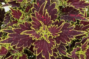 Coleus 'Main Street Bourbon Street' (Dümmen Orange)