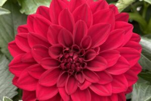 Dahlia 'Dalaya Vampire 22' (Selecta One)