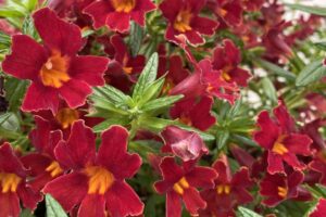 Mimulus 'Mai Tai Red' (Danziger)