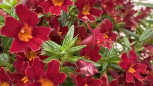 Welby Gardens Bounces Back With Its 2021 Field Trials