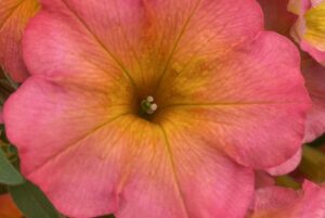Petunia 'Crazytunia Mayan Sunset' (Westhoff)