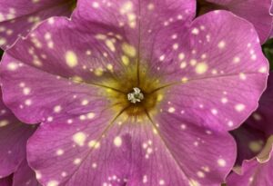 Petunia 'Splash Dance Poppin Pink' (Danziger)