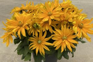 Rudbeckia 'Sunbeckia Laura' (Flamingo Holland)