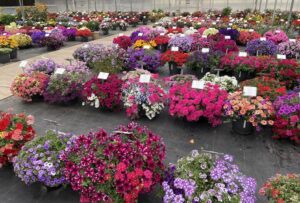 Welby Gardens Trials