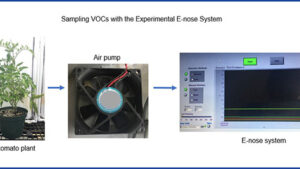 How an E-Nose Can Detect Whiteflies in Greenhouse Tomatoes