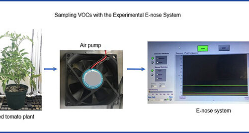 How an E-Nose Can Detect Whiteflies in Greenhouse Tomatoes