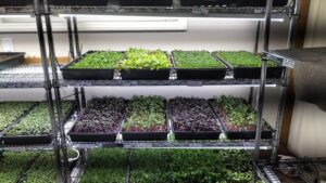 New LED Systems Designed to Improve Microgreens Production