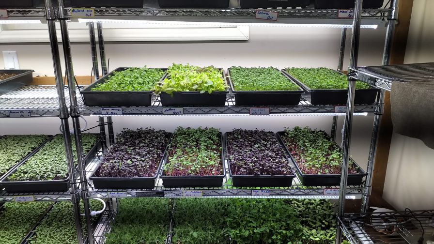 New LED Systems Designed to Improve Microgreens Production - Greenhouse  Grower
