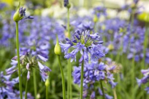 Agapanthus 'Ever Sapphire' (Southern Living Plant Collection and Sunset Plant Collection)