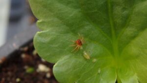 The Latest Insights on Biological Product Use in the Greenhouse