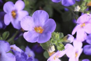 Bacopa 'Calypso Jumbo Deep Lavender' (Syngenta Flowers)