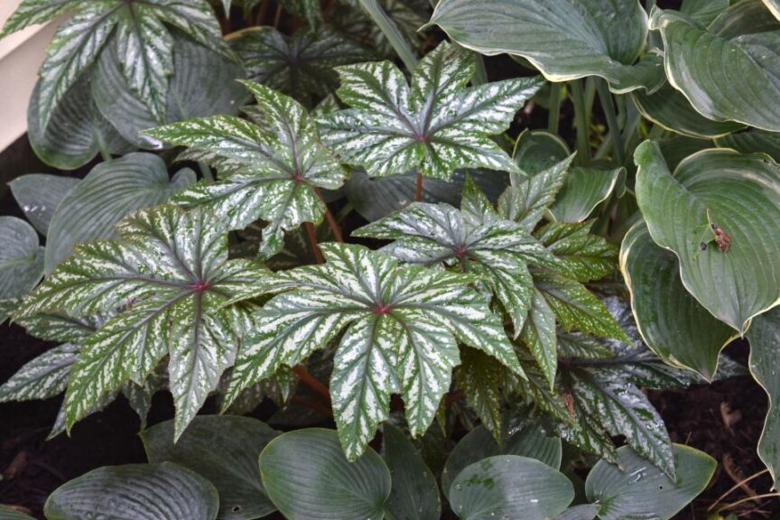 Begonias from Griffin at the 2019 PPA Symposium