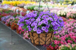 Calibrachoa 'Colibri Dark Lavender' (Danziger)